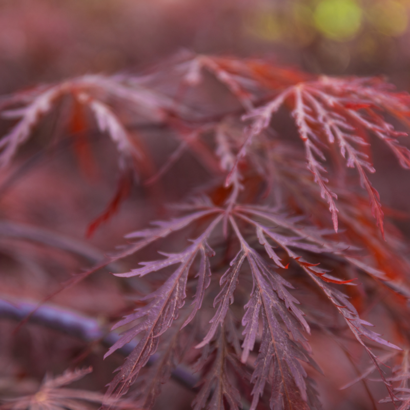 ACER 'STELLA ROSA’ 90/100 TOPIARY