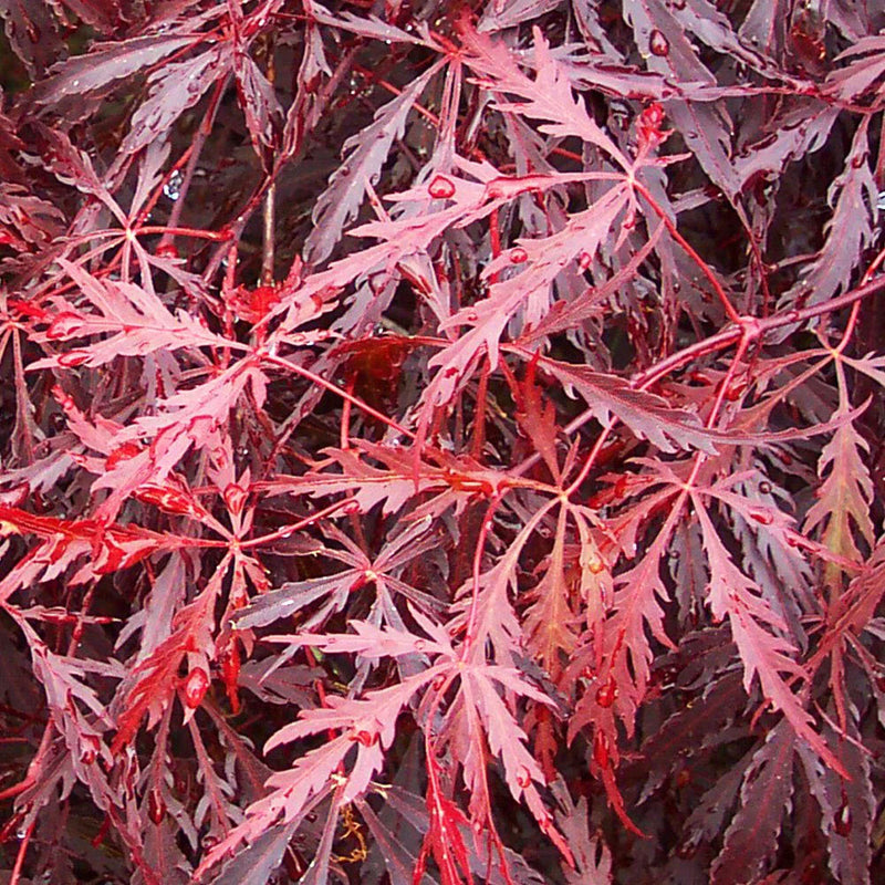 ACER ‘TAMUKEYAMA’