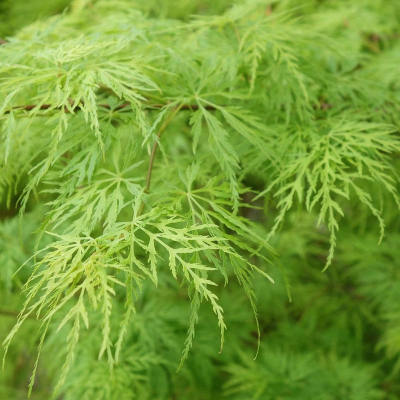 ACER 'VIRIDIS’ 90/100 TOPIARY