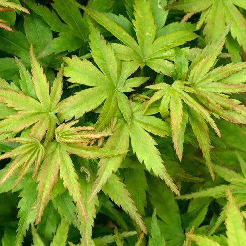 ACER ‘SHARPES PYGMY’ 40/60 TOPIARY