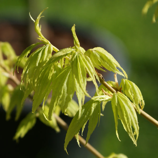 ACER 'SHIDAVO GOLD' PATIO