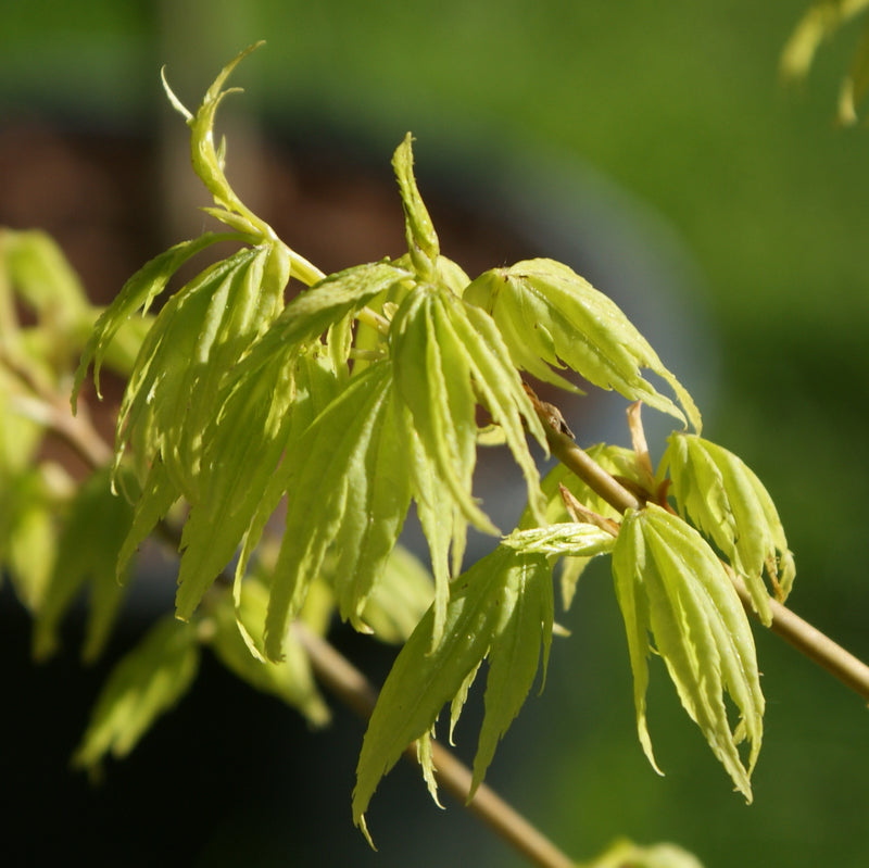 ACER 'SHIDAVO GOLD' PATIO