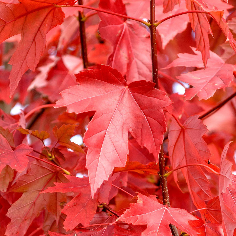 ACER ‘Jeffers Red’