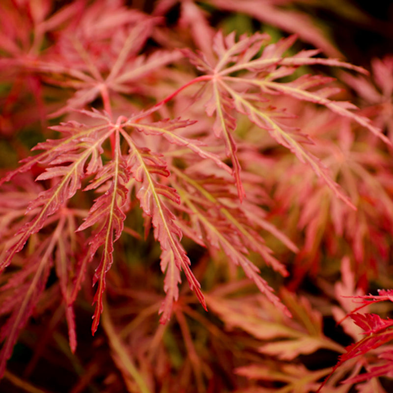 ACER 'ORANGEOLA’ 90/100 TOPIARY