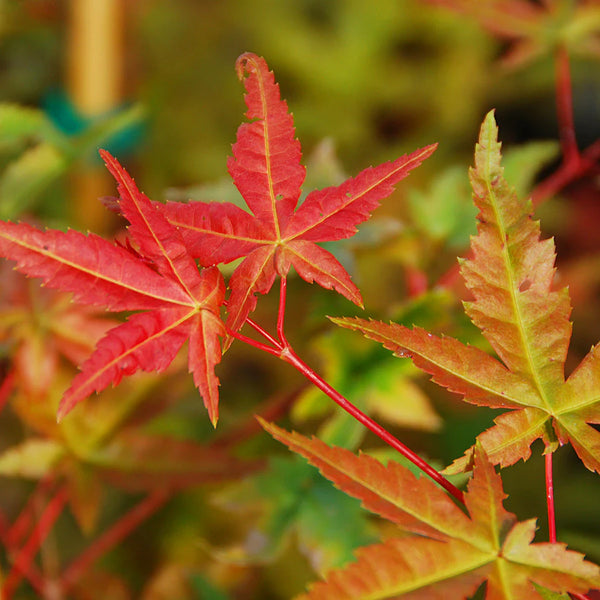 ACER ‘SHINDESHOJO’