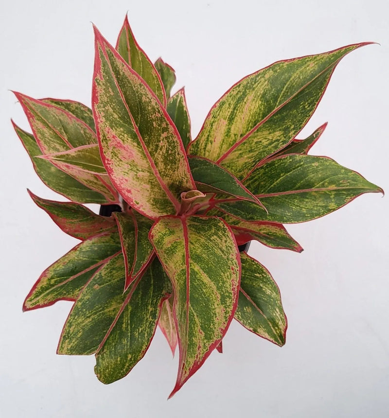 Aglaonema Siam Aurora