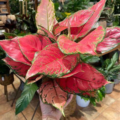 Aglaonema Spitfire