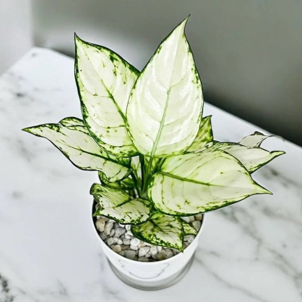 Aglaonema White Valentine