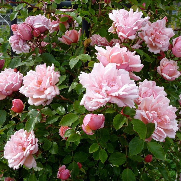 Climbing Rose Albertine