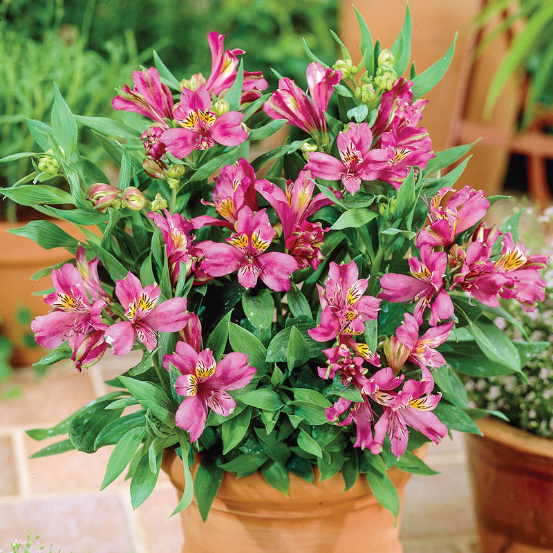 Alstromeria Inca | Pink Sparkle