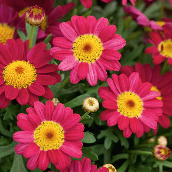 Argyranthemum 'Angelic Burgundy'