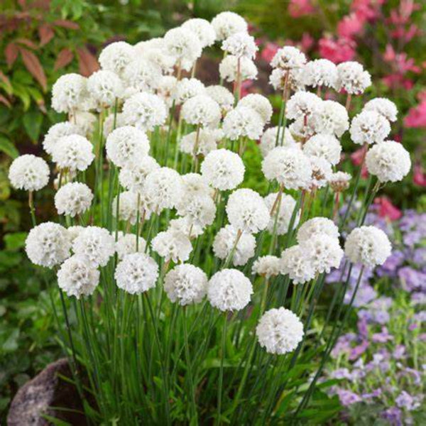 Armeria Ballerina White