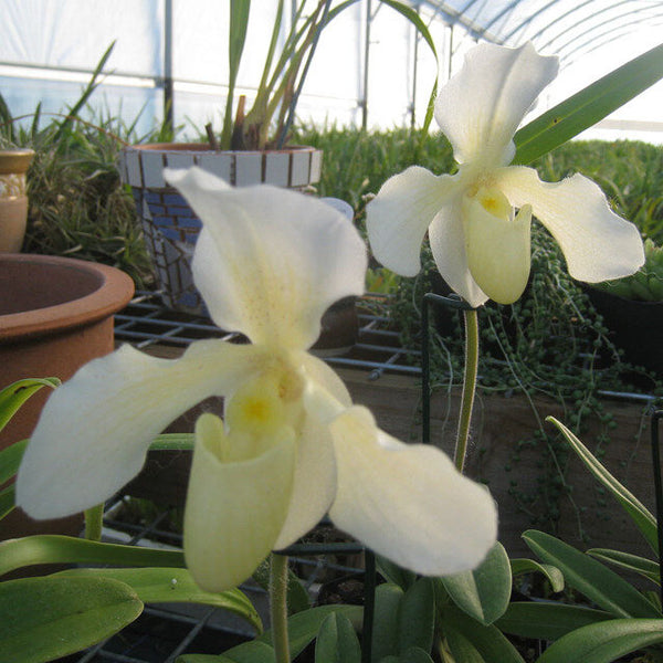 Slipper Orchid 'Astarte'