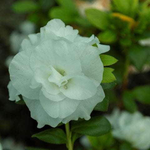 Azalea Aline