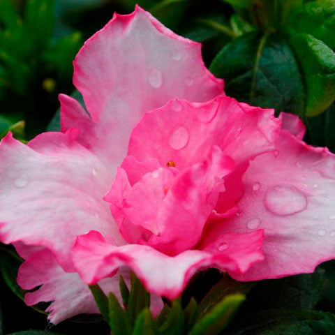 Azalea Anniversary Joy