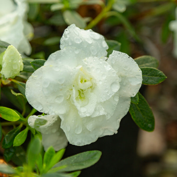 Azalea Deutsche Perle