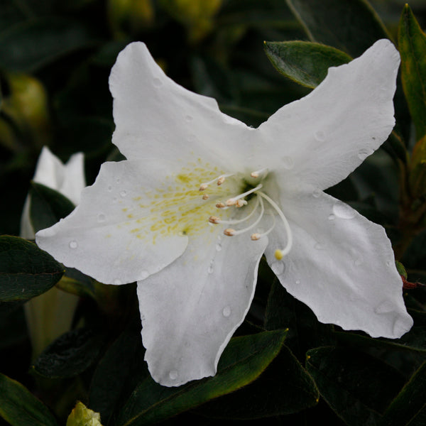 Azalea Fielders White
