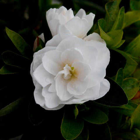 Azalea Gardenia Supreme