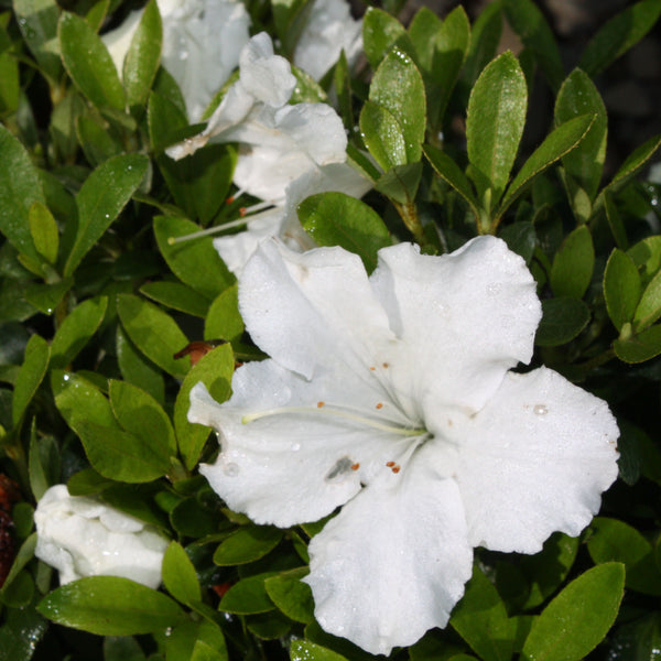Azalea Gumpo White
