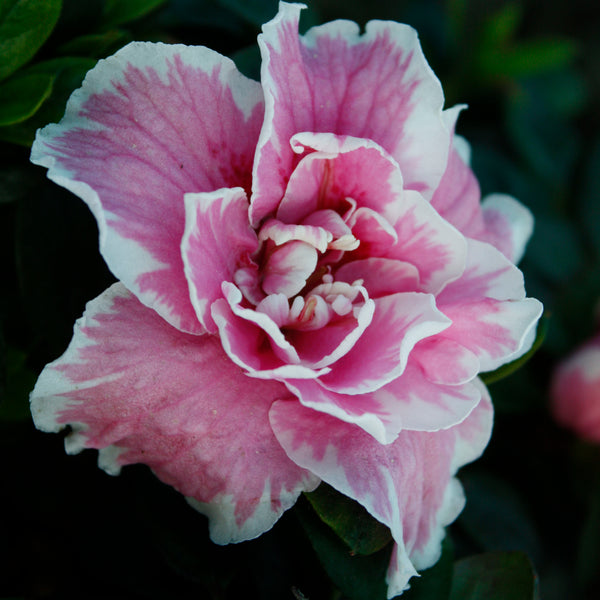 Azalea Inga