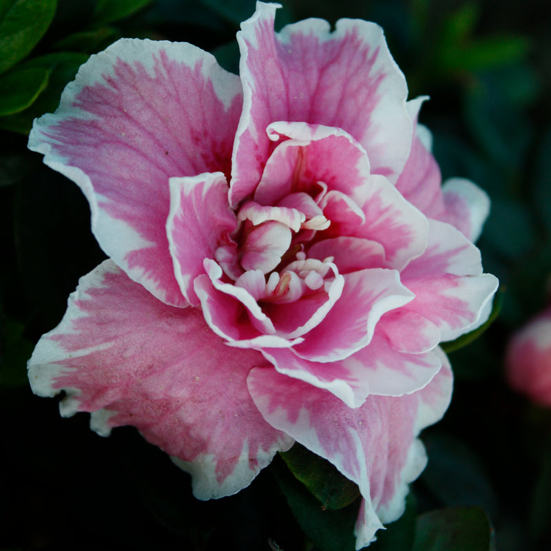 Azalea Inga