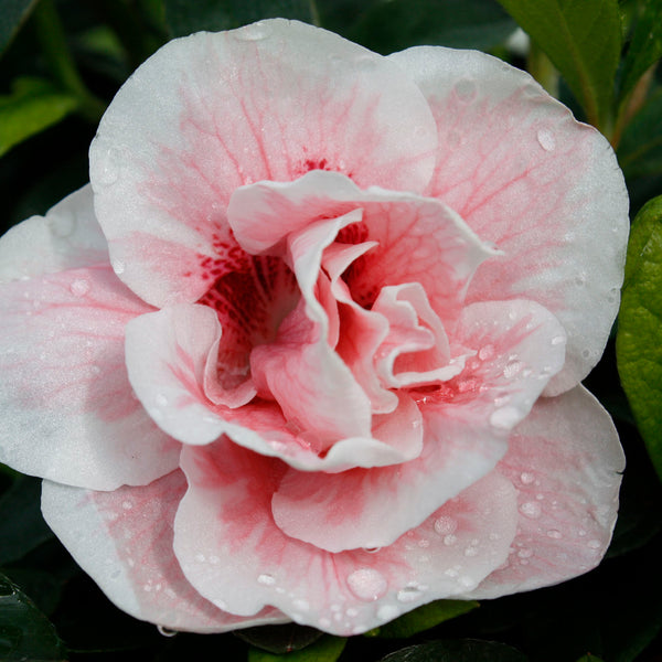 Azalea John Lewellyn