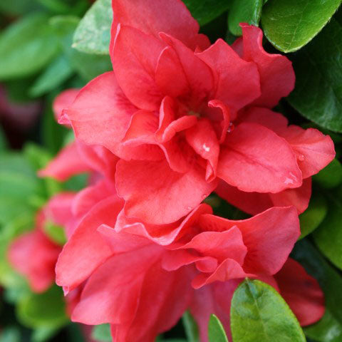 Azalea Melody