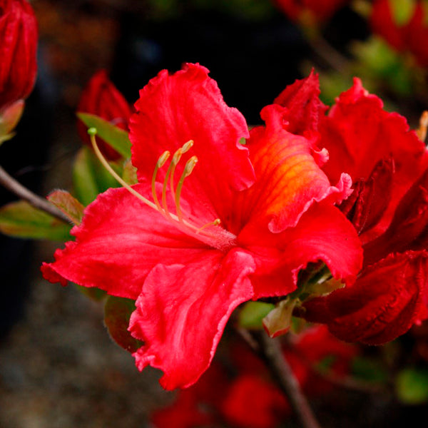 Azalea DEC Raspberry Ripple