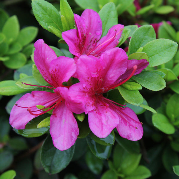Azalea Purple Glitters
