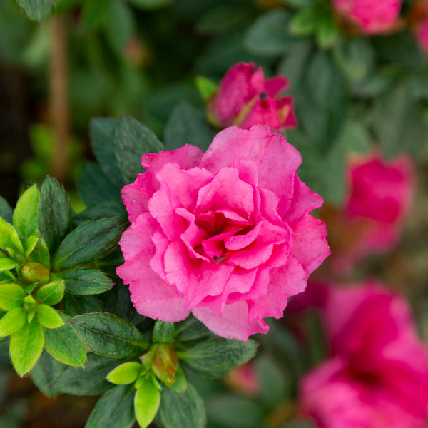 Azalea Ripples