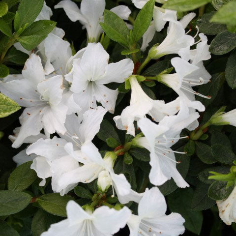 Azalea Sparkle