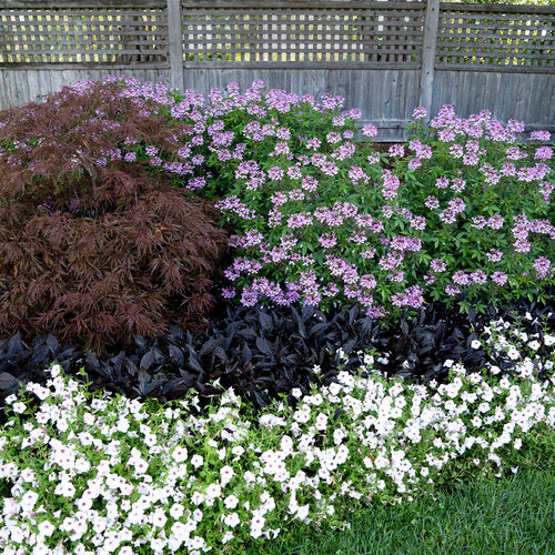 Supertunia Vista Silverberry