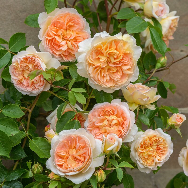 Climbing Rose Bathsheba