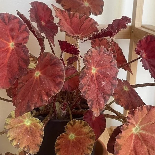 Begonia Marmalade