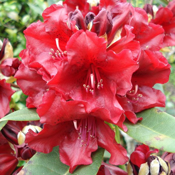 Rhododendron Black Magic 2.5L