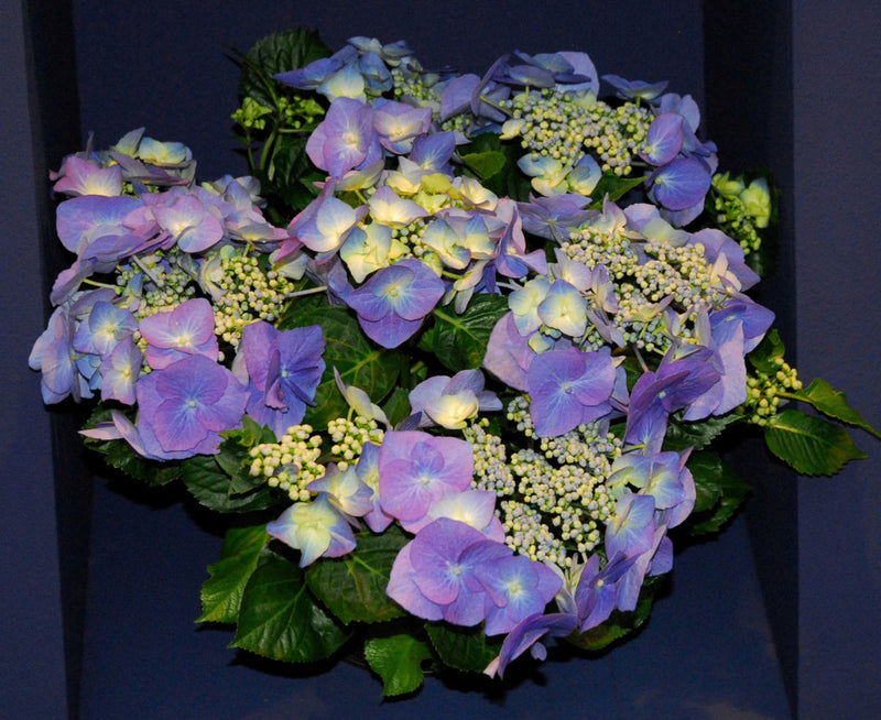 Hydrangea Blueberries and Cream