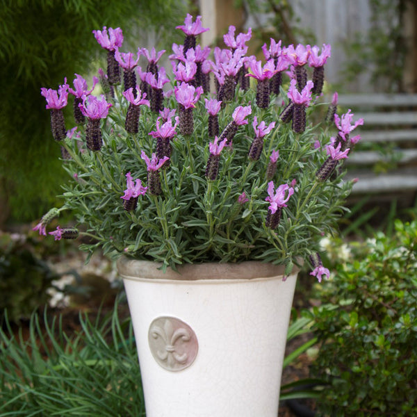 Lavender ‘Blueberry Ruffles’