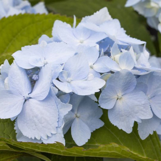 Hydrangea Blue Deckle