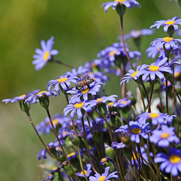 Felicia Amelloides