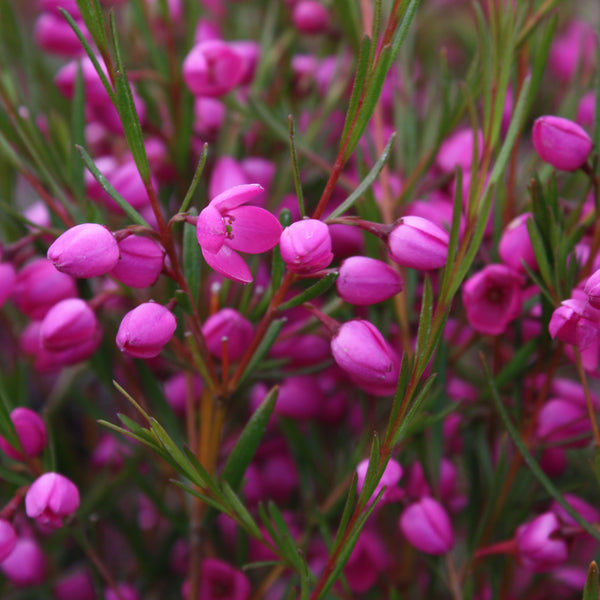 Boronia 'Lipstick'