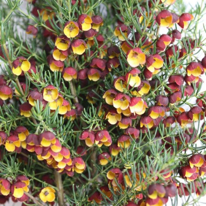 Boronia Megastigma