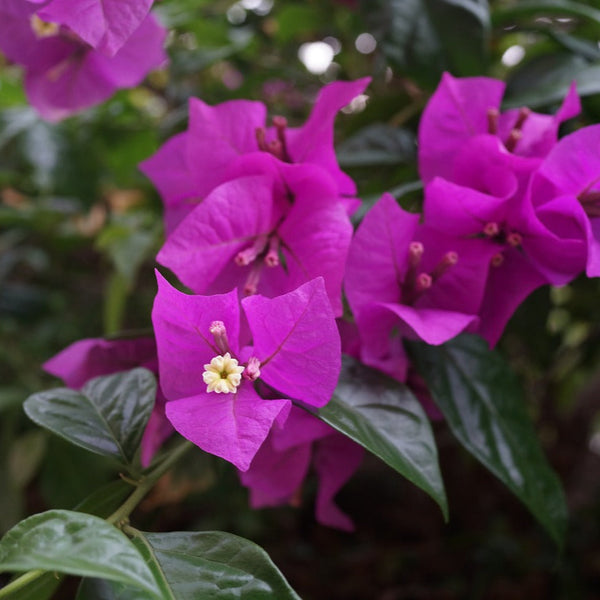 Bougainvillea Magnifica Trailli