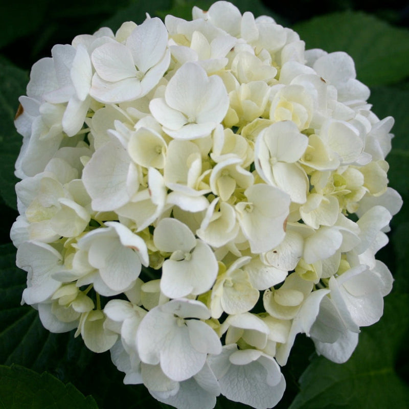 Hydrangea m Bridal Bouquet