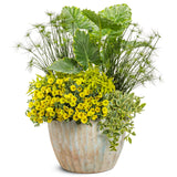 Supertunia Mini Vista Yellow