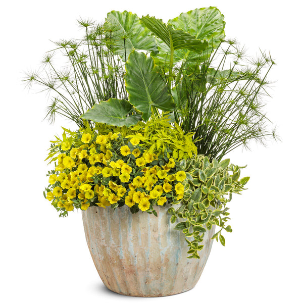 Supertunia Mini Vista Yellow