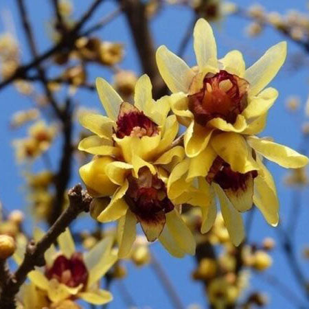 Chimonanthus Praecox