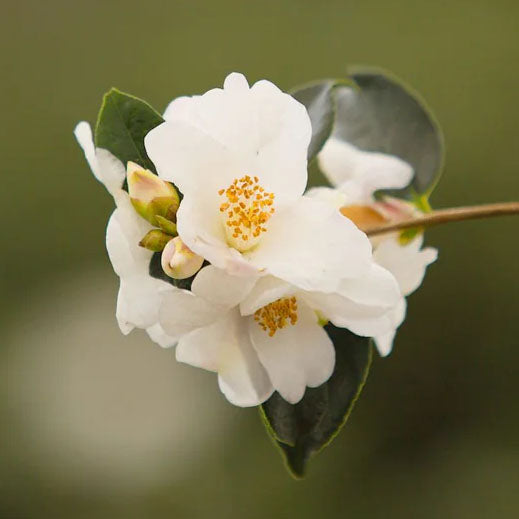 Camellia Cornish Snow