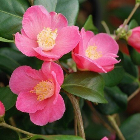 Camellia Koto No Kaori