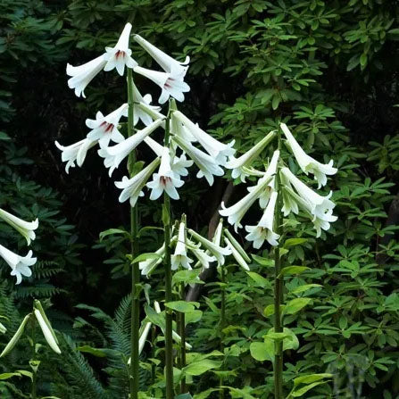CARDIOCRINUM GIGANTEUM