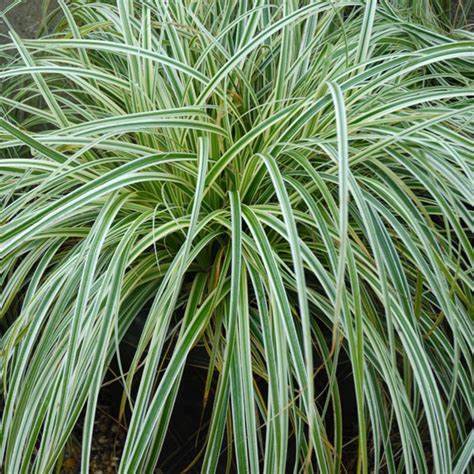 Carex Feather Falls